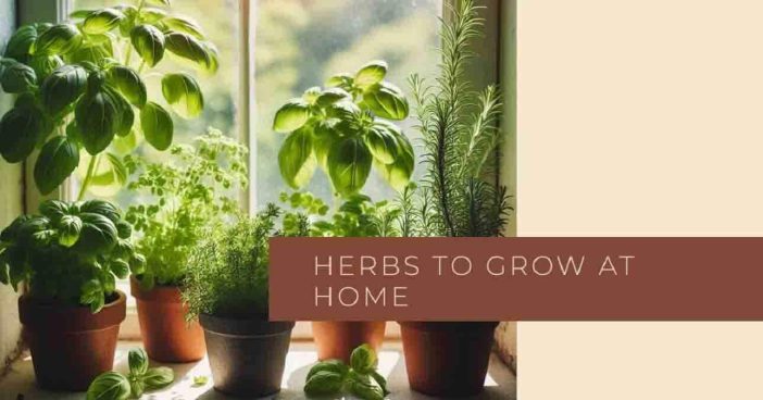 Herbs To Grow At Home