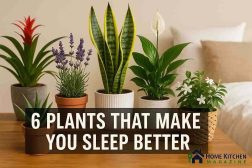 🌿 6 Plants That Make You Sleep Better: Natural Sleep Aids for Your Bedroom