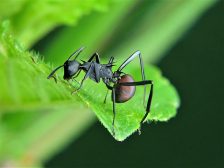 What You Need to Know about Carpenter Ants and How to Eliminate Them