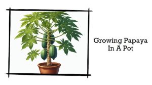 5 Easy Tips On Growing Papaya In A Pot At Home