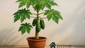 Growing Papaya in a Pot