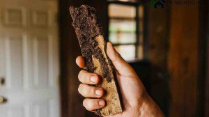 How to Prevent Termites From Eating Wood
