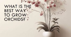 What Is The Best Way To Grow Orchids? 5 Growing and Care Tips