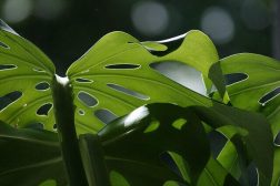How to Care for Monstera Adansonii: A Comprehensive Guide to Growing and Maintaining Your Swiss Cheese Plant
