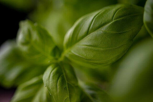 How To Grow Hydroponic Basil
