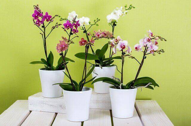 Tips How To Watering Orchids