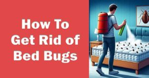 How To Get Rid of Bed Bugs: The Ultimate Solution