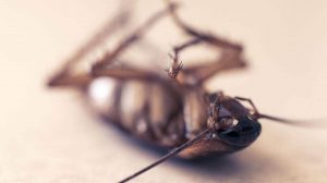 7 Causes of Cockroaches To Appear in The House