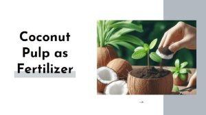 Coconut Pulp as Fertilizer