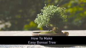 4 Steps How To Make Easy Bonsai Tree