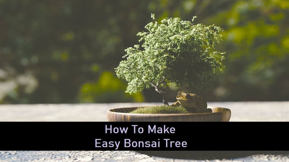 How To Make Easy Bonsai Tree