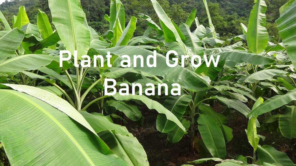 How To Plant and Grow Banana