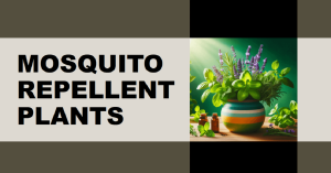 12 Amazing Mosquito Repellent Plants You Need to Grow in Your Garden