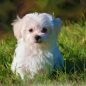 Best Small Dog Breed