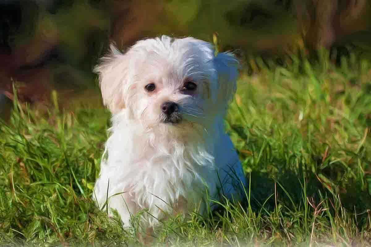 Best Small Dog Breed