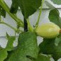 Easy Way How To Grow Spaghetti Squash in Your Own Garden