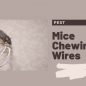 Mice Chewing Wires