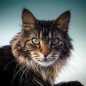 The 10 Most Friendly Cat Breeds That Are Suitable as Pets
