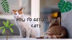 How To Get Rid of Cats
