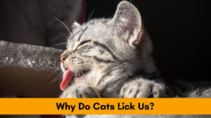Why Do Cats Lick Us?
