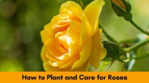 How to Plant and Care for Roses: 15 Tips and Techniques for a Beautiful Garden