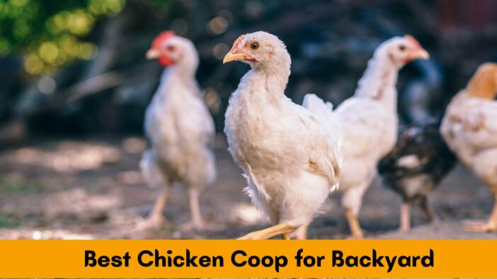 Best Chicken Coop for Backyard