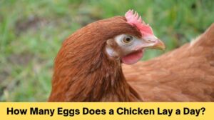 How Many Eggs Does a Chicken Lay a Day?