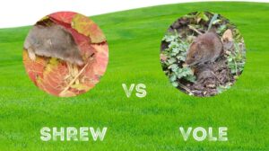 Shrew vs Vole: Exploring the Hidden Lives of Tiny Creatures