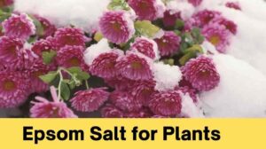 Unlock the Magic: Epsom Salt for Plants – Grow Healthier, Greener, and More Vibrant Gardens!