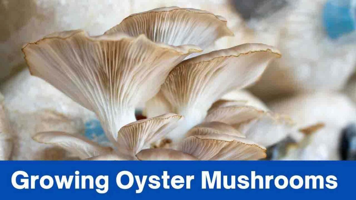 Experience The Magic Of Growing Oyster Mushrooms In Your Own Home » 2024