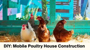 Effortless DIY: Mobile Poultry House Construction