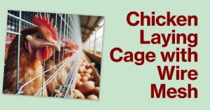 How to Build a Chicken Laying Cage with Wire Mesh: Secure Your Hens’ Future 3 How to Build a Chicken Laying Cage with Wire Mesh: Secure Your Hens’ Future