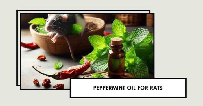 Peppermint Oil for Rats