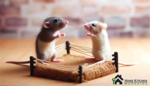 Rat vs Mouse: Which Rodent Is Wreaking Havoc in Your Home?