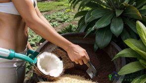 How to Source and Prepare Coconut Pulp for Garden Use