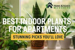 Best Indoor Plants for Apartments: 10 Stunning Picks You'll Love 3 Best Indoor Plants for Apartments: 10 Stunning Picks You’ll Love