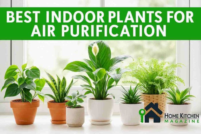 Best Indoor Plants for Air Purification